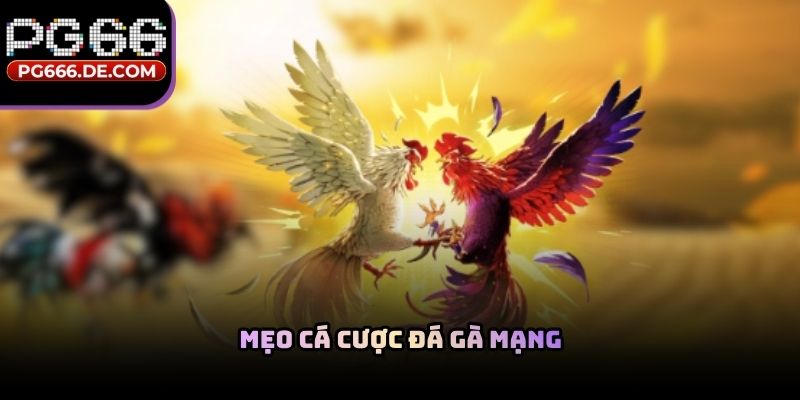 Mẹo cá cược đá gà mạng