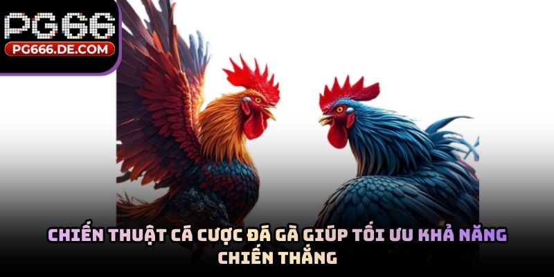 Chiến thuật cá cược đá gà giúp tối ưu khả năng chiến thắng