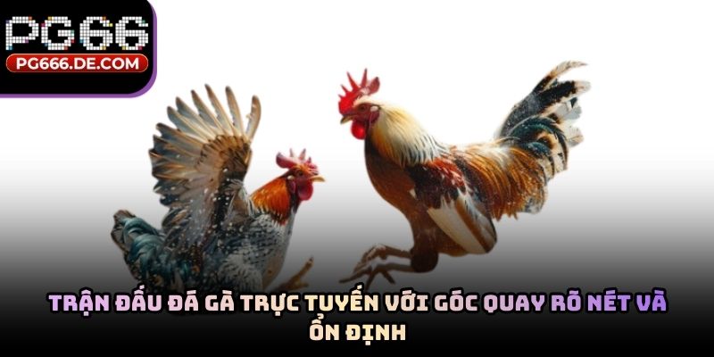 Trận đấu đá gà trực tuyến với góc quay rõ nét và ổn định