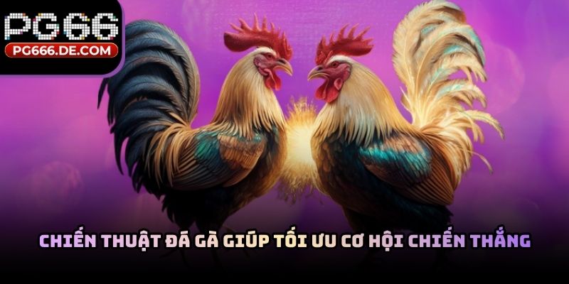 Chiến thuật đá gà giúp tối ưu cơ hội chiến thắng