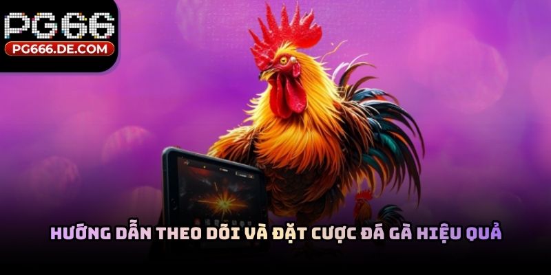 Hướng dẫn theo dõi và đặt cược đá gà hiệu quả