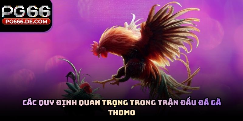 Các quy định quan trọng trong trận đấu đá gà Thomo