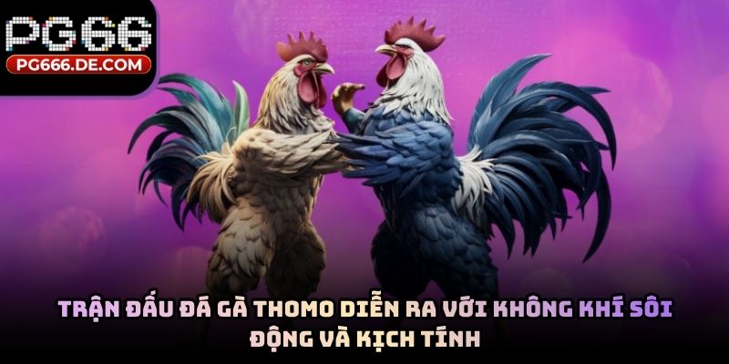 Trận đấu đá gà Thomo diễn ra với không khí sôi động và kịch tính