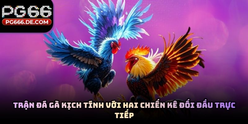 Trận đá gà kịch tính với hai chiến kê đối đầu trực tiếp
